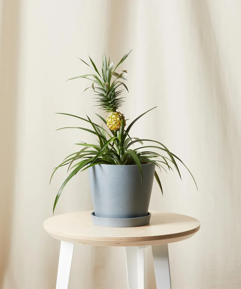 Bromeliad Pineapple -  Slate