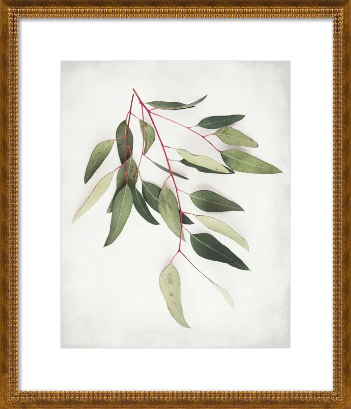 Eucalyptus Sprig One by Lupen Grainne for Artfully Walls
