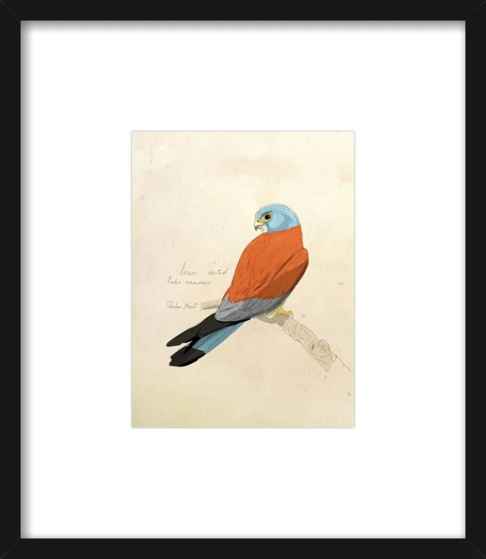 Lesser Kestrel by Shahar Navot for Artfully Walls