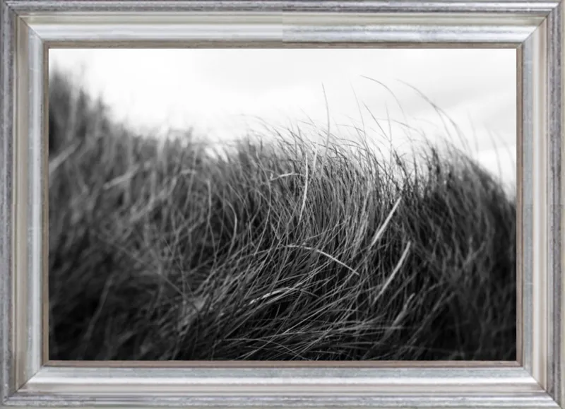Beach Grass #3 by Alicia Bock for Artfully Walls