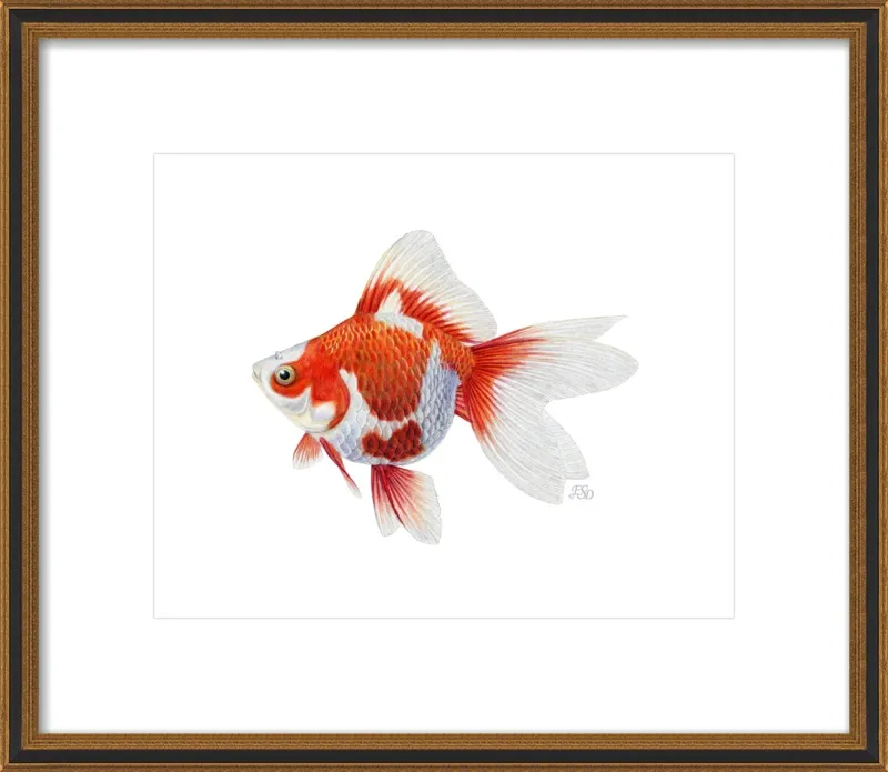 Japanese ryukin goldfish by Emily S. Damstra for Artfully Walls