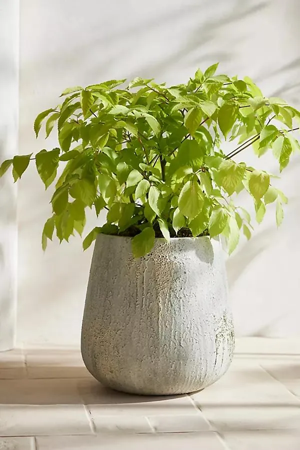 Barnacle Fiber Concrete Tall Droplet Planter