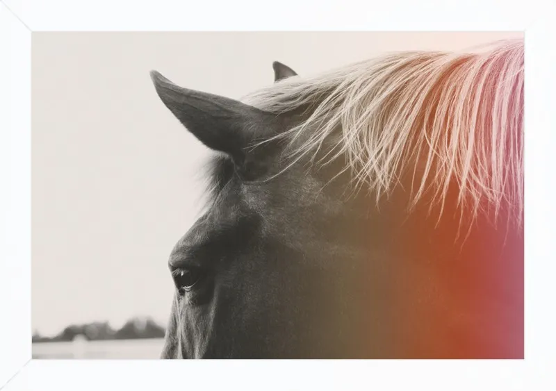 Pink Pony by Alicia Bock for Artfully Walls