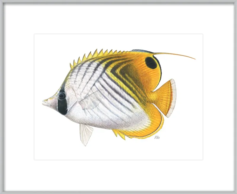 Threadfin butterflyfish by Emily S. Damstra for Artfully Walls