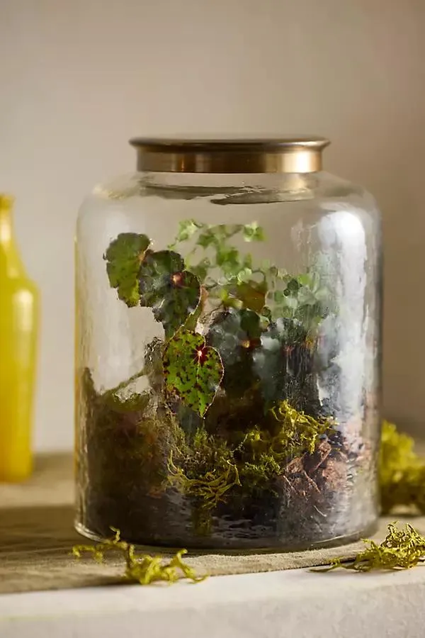 Woodland Terrarium Planting Kit