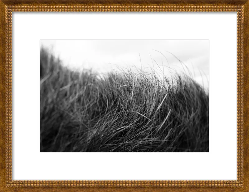 Beach Grass #3 by Alicia Bock for Artfully Walls