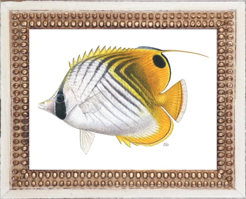 Threadfin butterflyfish by Emily S. Damstra for Artfully Walls