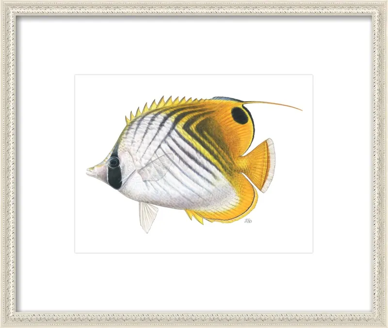 Threadfin butterflyfish by Emily S. Damstra for Artfully Walls