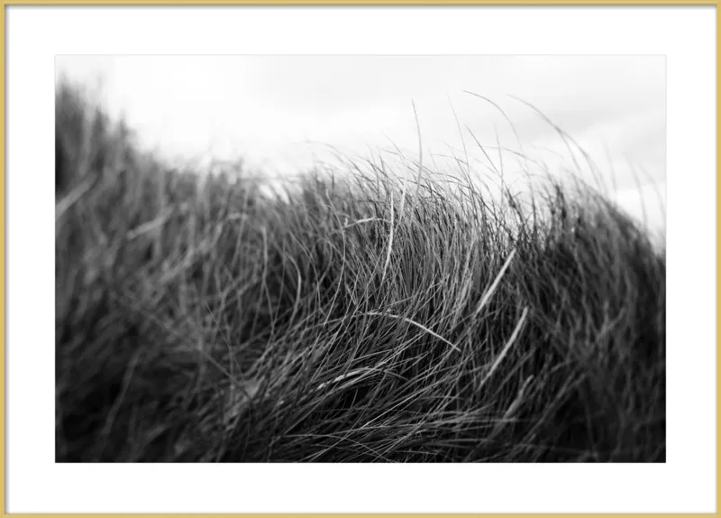 Beach Grass #3 by Alicia Bock for Artfully Walls