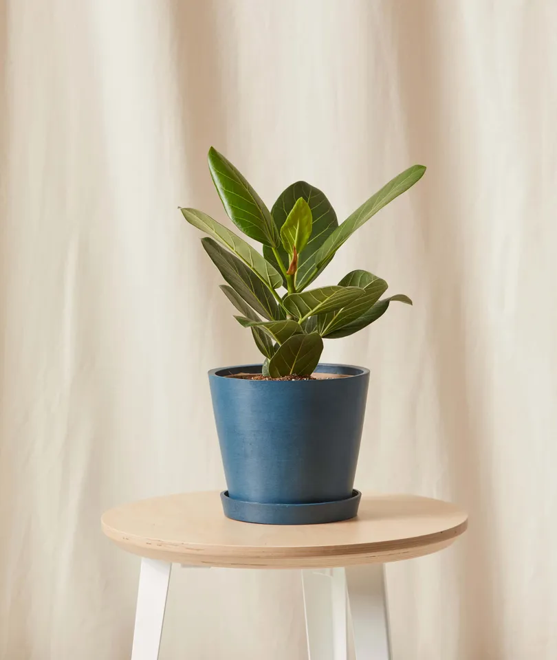 Little Ficus Audrey -  Indigo