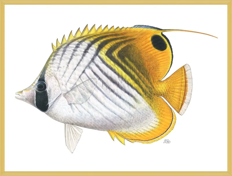 Threadfin butterflyfish by Emily S. Damstra for Artfully Walls