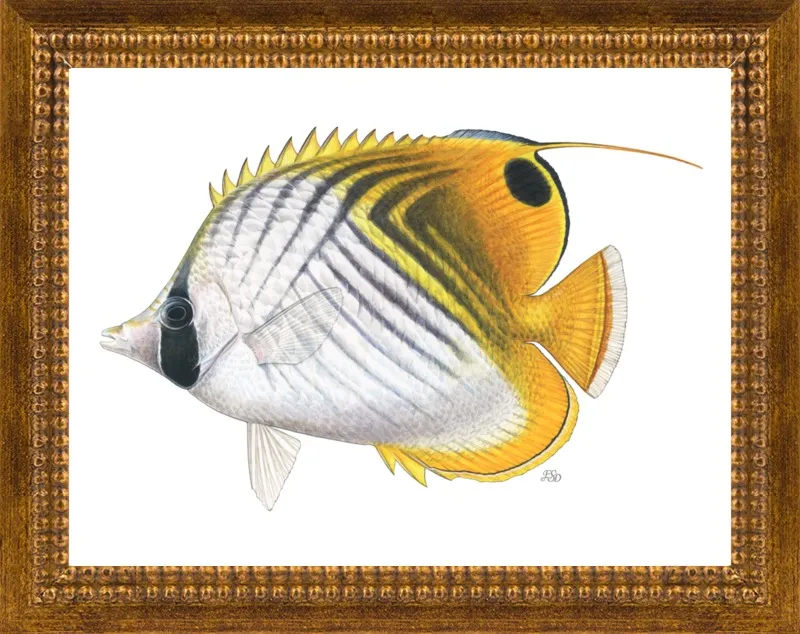 Threadfin butterflyfish by Emily S. Damstra for Artfully Walls