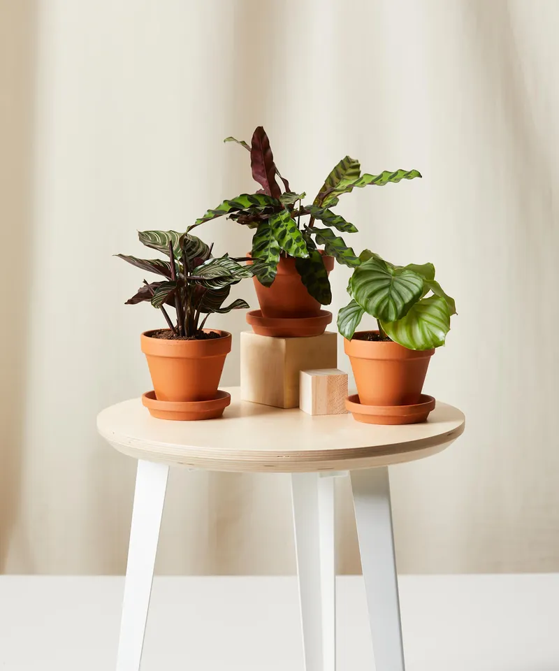 Calathea Collection -  Terracotta
