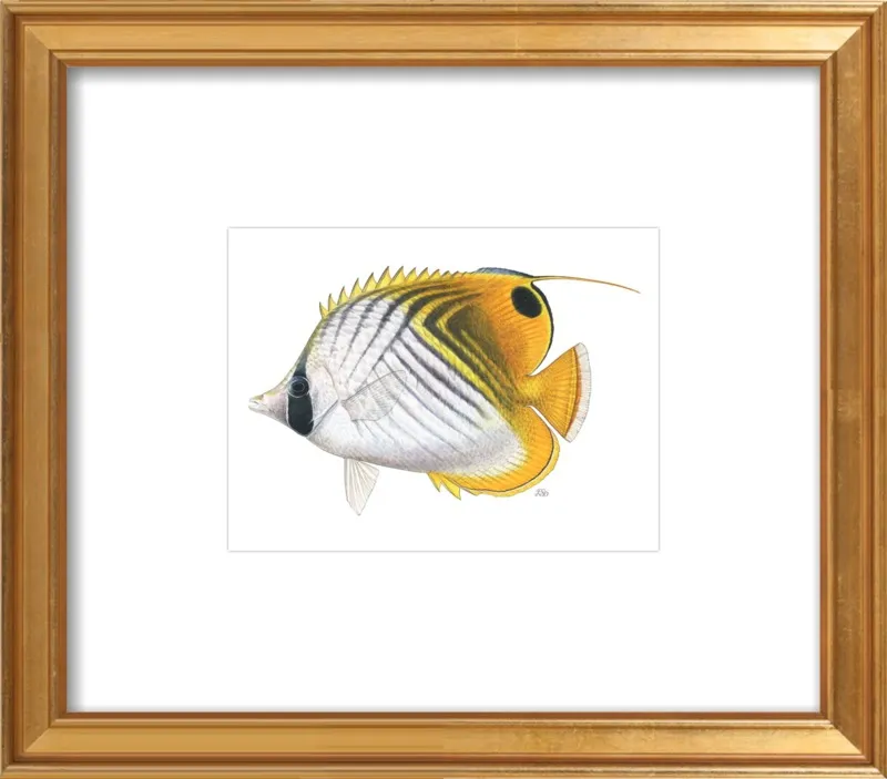 Threadfin butterflyfish by Emily S. Damstra for Artfully Walls