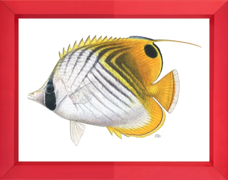 Threadfin butterflyfish by Emily S. Damstra for Artfully Walls