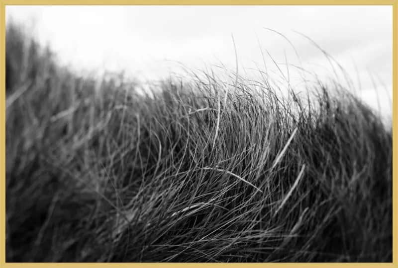 Beach Grass #3 by Alicia Bock for Artfully Walls