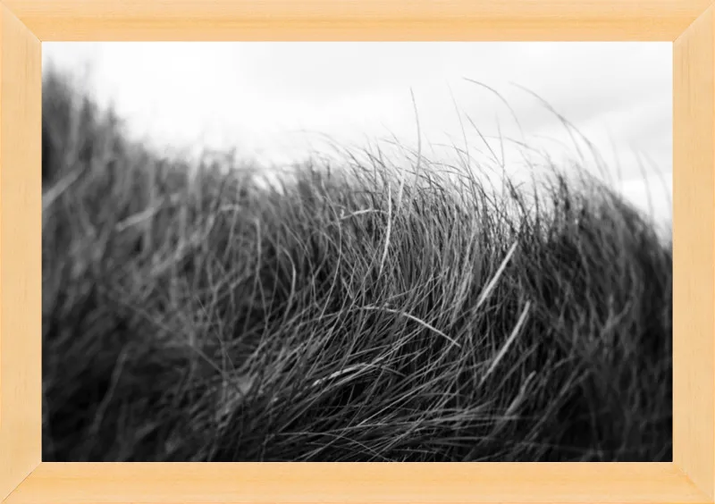 Beach Grass #3 by Alicia Bock for Artfully Walls