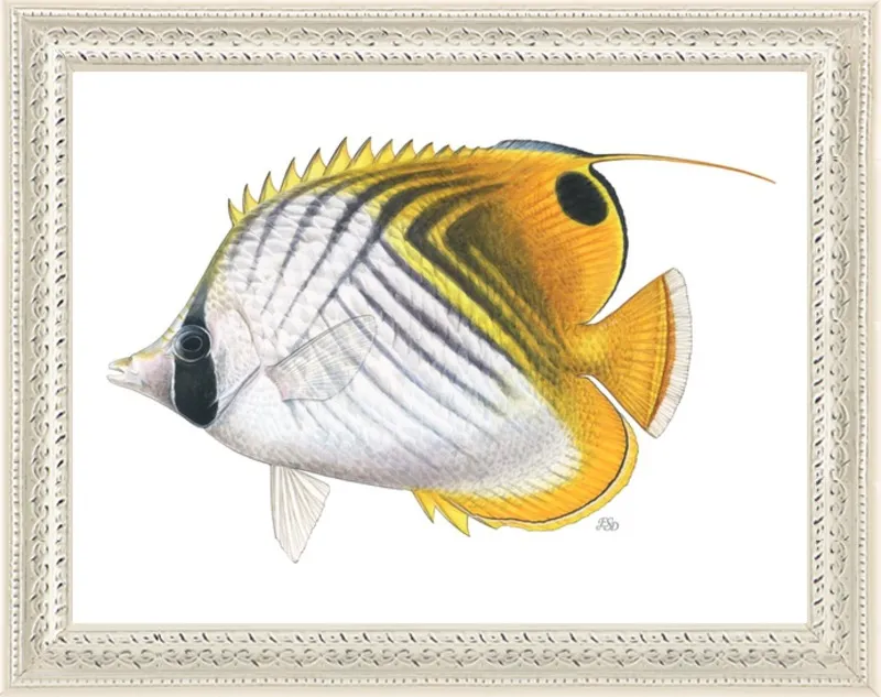 Threadfin butterflyfish by Emily S. Damstra for Artfully Walls