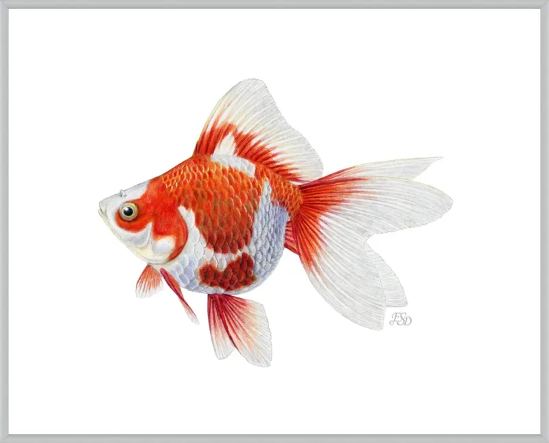 Japanese ryukin goldfish by Emily S. Damstra for Artfully Walls