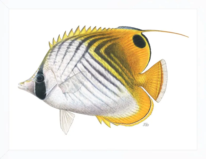 Threadfin butterflyfish by Emily S. Damstra for Artfully Walls