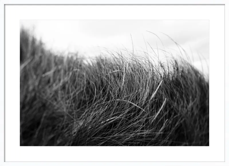 Beach Grass #3 by Alicia Bock for Artfully Walls
