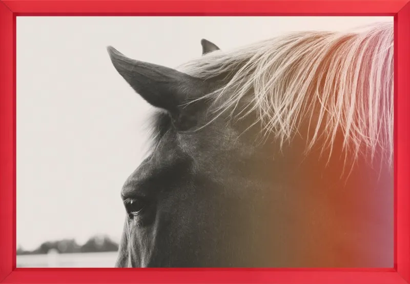 Pink Pony by Alicia Bock for Artfully Walls