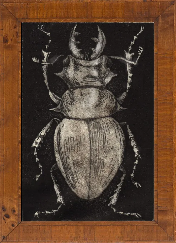 Grey Beetle on Black by Tennopent Sooster for Artfully Walls