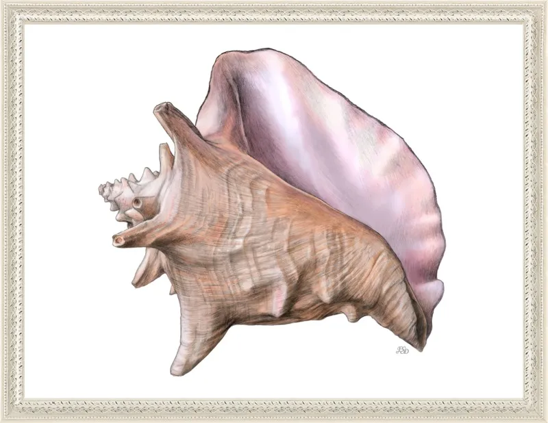 Queen conch  by Emily S. Damstra for Artfully Walls