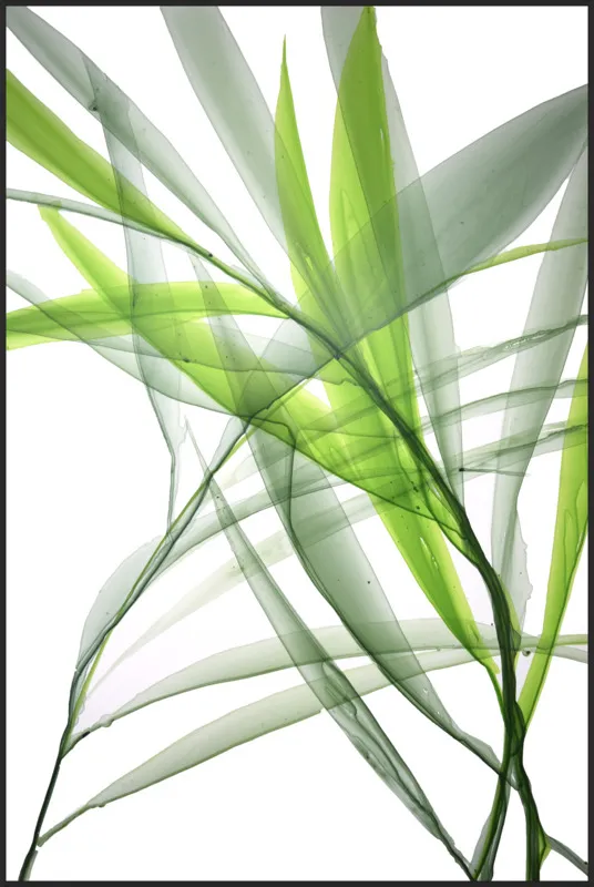 Tropical Study no. 3 by Marina Dunbar  for Artfully Walls