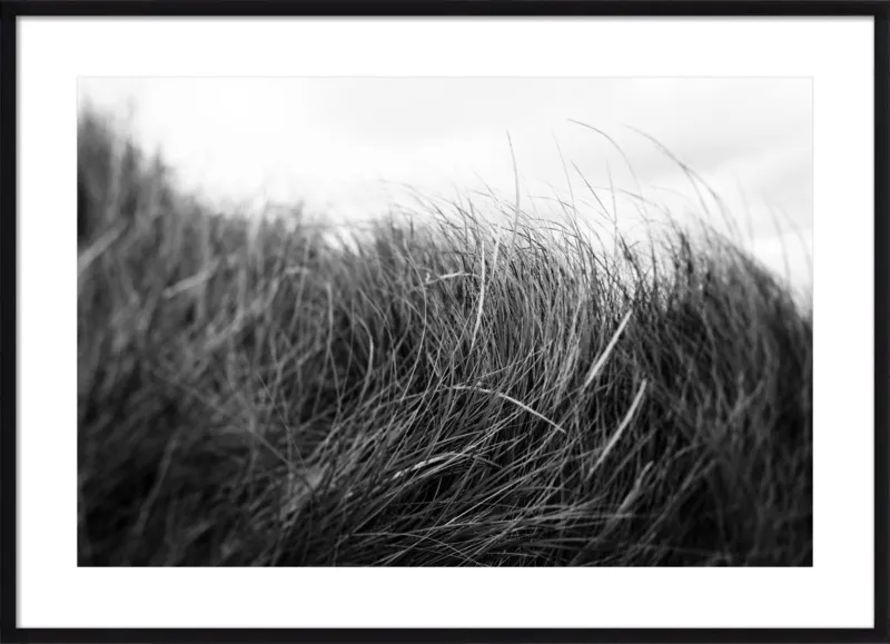 Beach Grass #3 by Alicia Bock for Artfully Walls