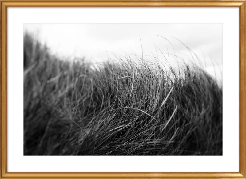 Beach Grass #3 by Alicia Bock for Artfully Walls