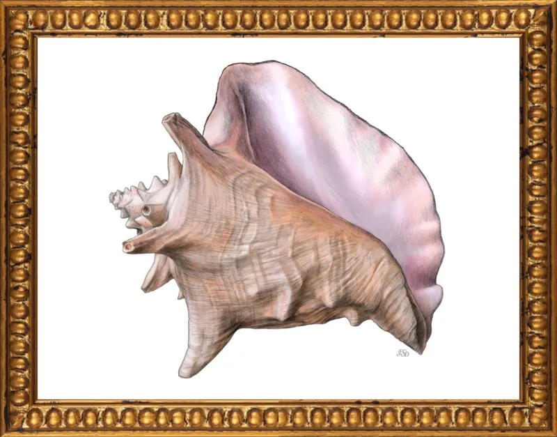 Queen conch  by Emily S. Damstra for Artfully Walls