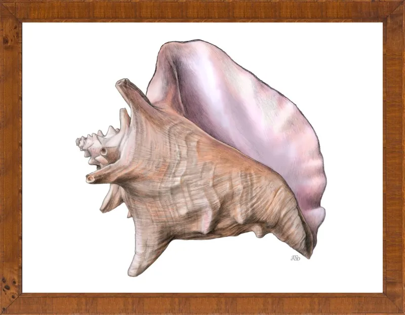 Queen conch  by Emily S. Damstra for Artfully Walls