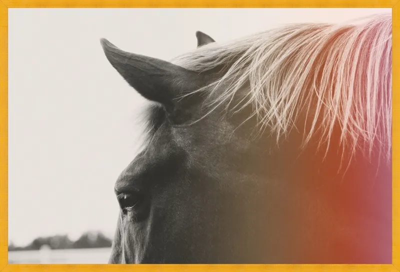 Pink Pony by Alicia Bock for Artfully Walls