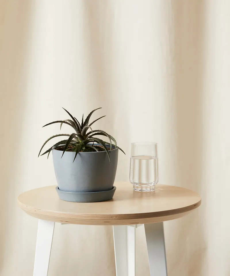 Dyckia Grape Jelly -  Slate