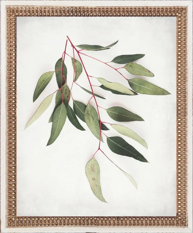 Eucalyptus Sprig One by Lupen Grainne for Artfully Walls