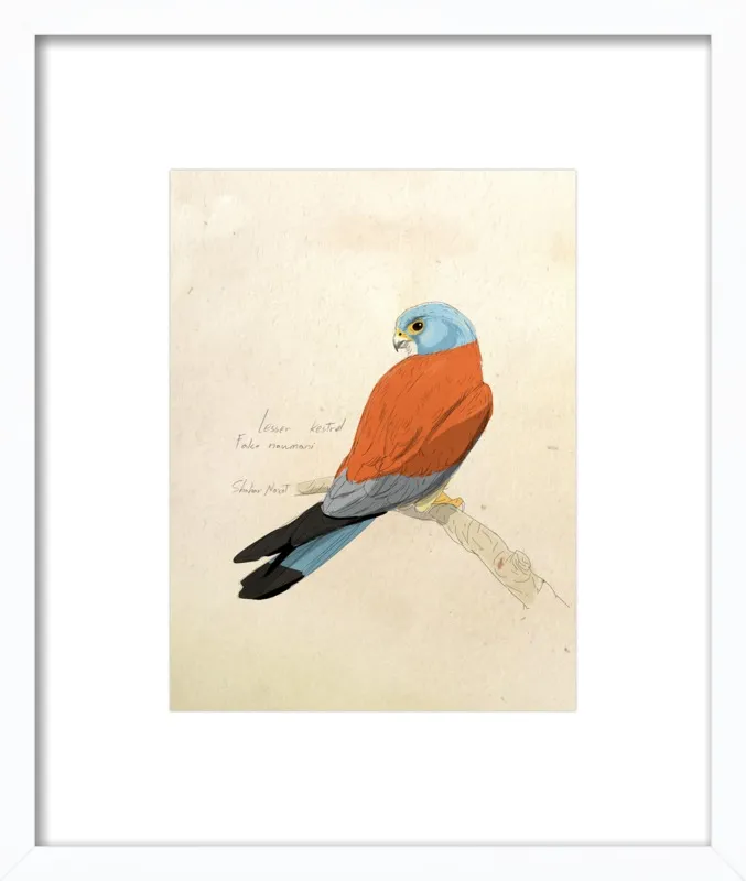 Lesser Kestrel by Shahar Navot for Artfully Walls