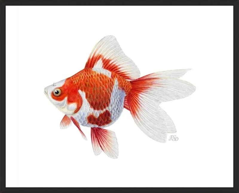Japanese ryukin goldfish by Emily S. Damstra for Artfully Walls