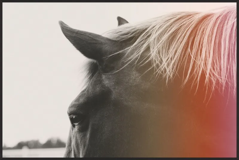 Pink Pony by Alicia Bock for Artfully Walls