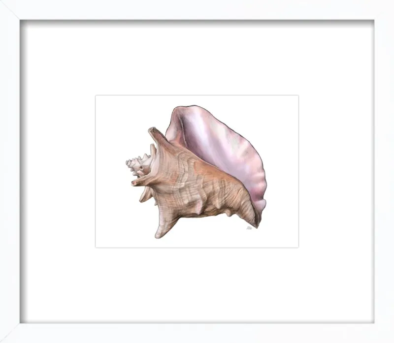 Queen conch  by Emily S. Damstra for Artfully Walls