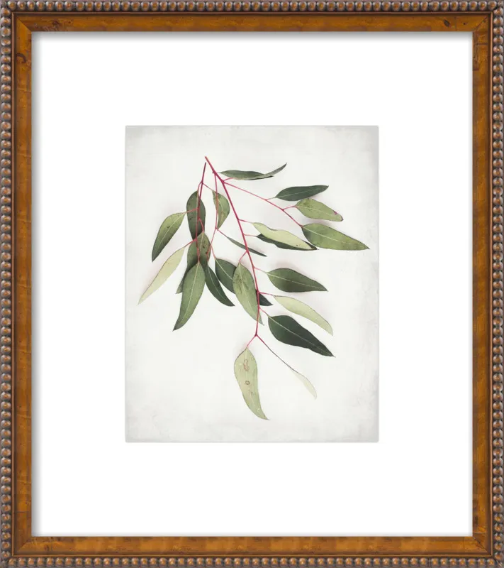 Eucalyptus Sprig One by Lupen Grainne for Artfully Walls