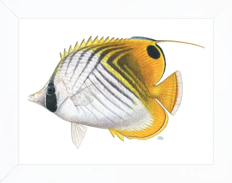 Threadfin butterflyfish by Emily S. Damstra for Artfully Walls