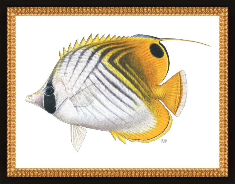Threadfin butterflyfish by Emily S. Damstra for Artfully Walls