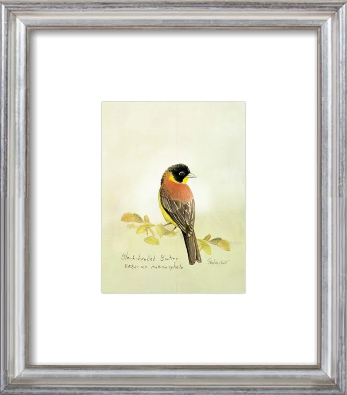 Black-Headed Bunting by Shahar Navot for Artfully Walls
