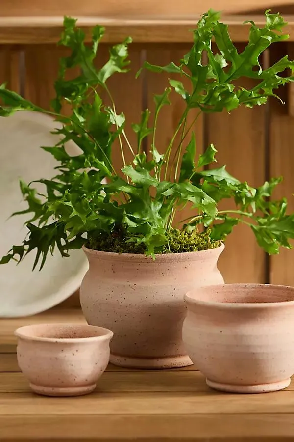 Round Rose Galestro Pot