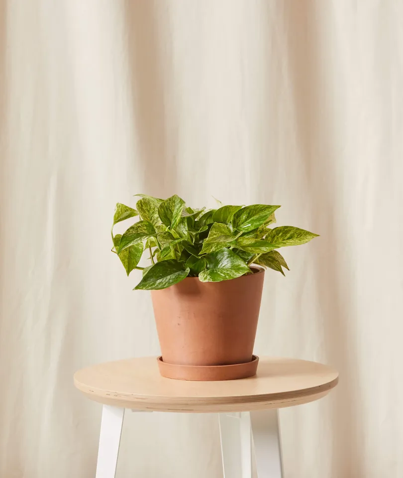 Marble Queen Pothos -  Clay