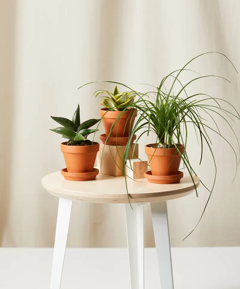 Easy Peasy Collection -  Terracotta