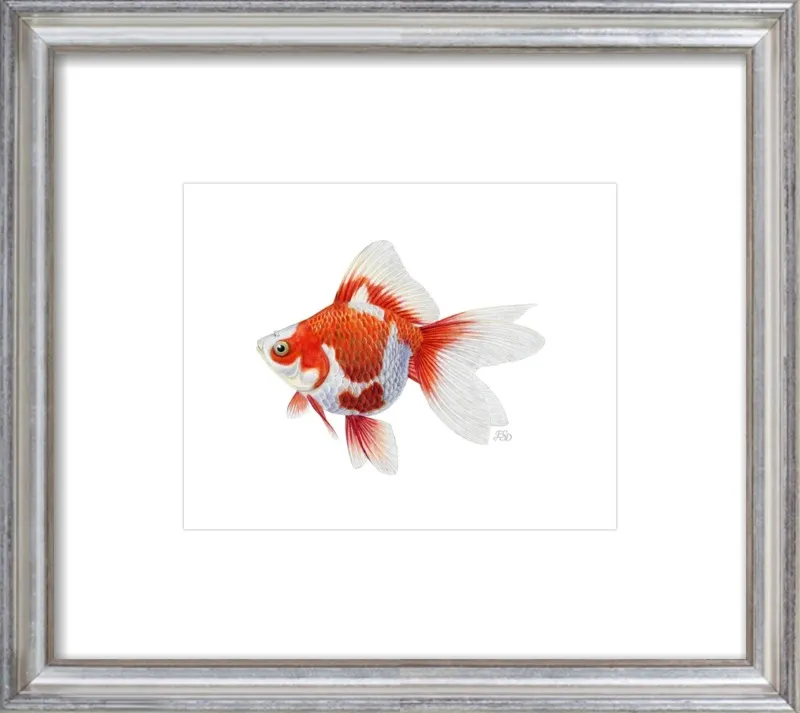 Japanese ryukin goldfish by Emily S. Damstra for Artfully Walls
