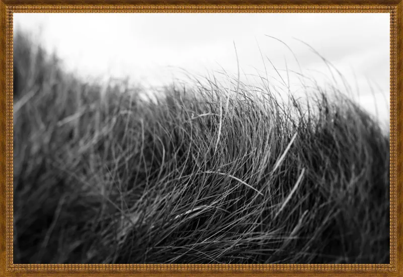 Beach Grass #3 by Alicia Bock for Artfully Walls