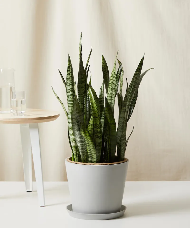 Sansevieria, Stone Pot